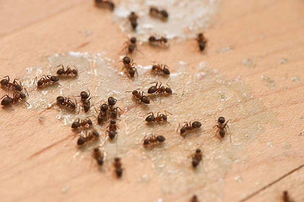 Best Wasp Removal Services  in Anoka, MN
