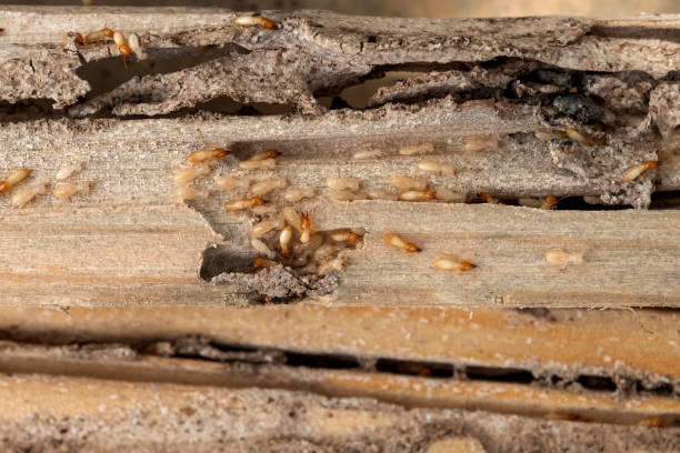  Anoka, MN Pest Control Pros